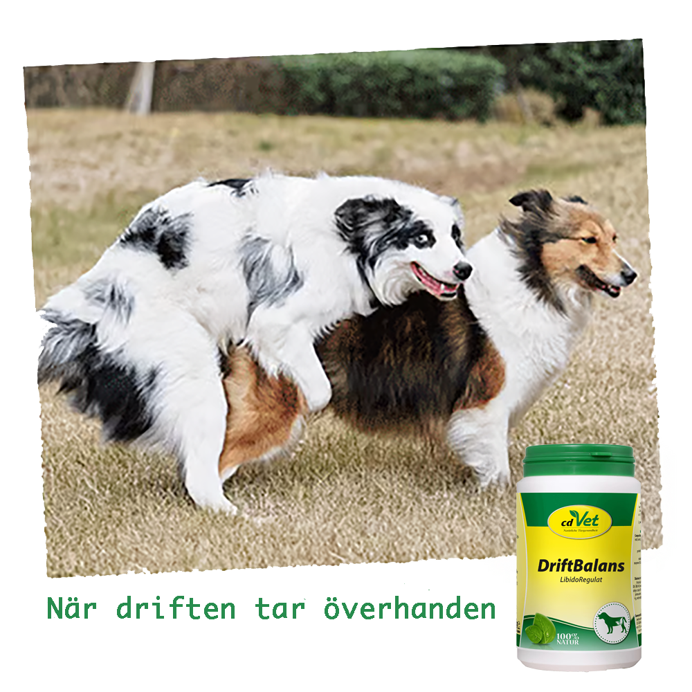 DriftBalans